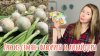 Волшебная грядка Марины Шевляковой_Выращиваю лук только из с