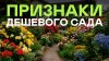 pitomnikecoplant_Эти Ошибки Совершал Каждый Садовод! Самые