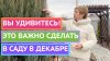 Садовый Гид Лариса Зарубина_САД В ДЕКАБРЕ! УСПЕЙТЕ ЭТО СДЕЛА