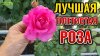 Роман Буров TV_НИКОГДА не сажайте эту РОЗУ, если не готовы к