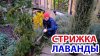 Почти Тропики_Стрижка лаванды, омолаживание кустов, укоренен