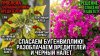 Семейный питомник Казаковых_Спасаем бугенвиллию. Разоблачаем