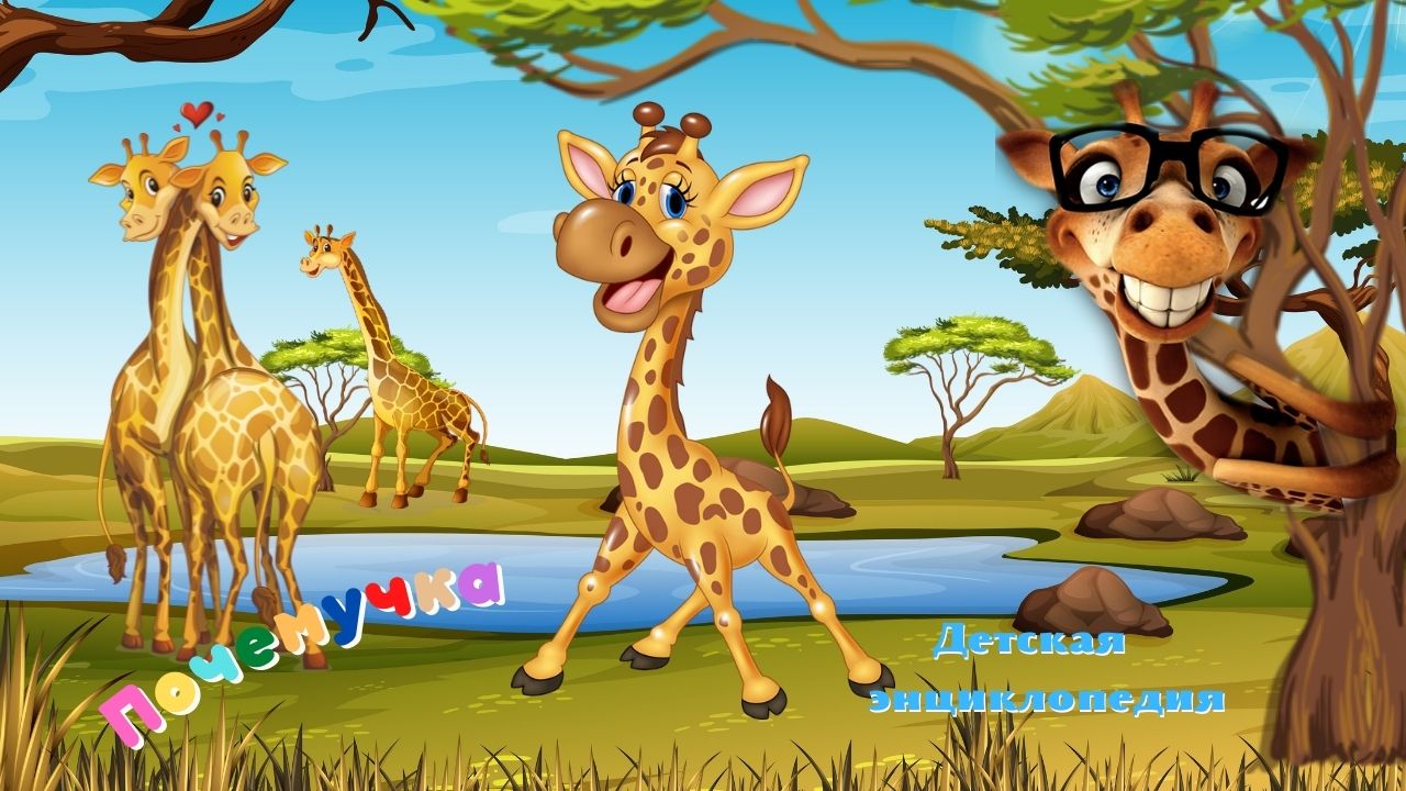 Интересные факты о жирафах. Почемучка