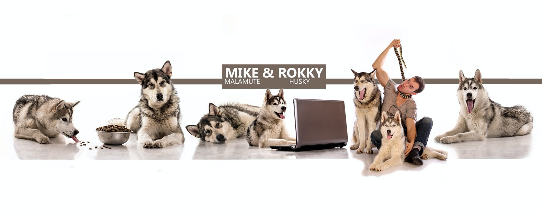 Собаки: Хаски и Маламут Рокки