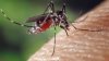 Попова заявила об обнаружении в России 47 новых вирусов, переносимых комарами