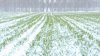 В районе Саратовской области ввели режим ЧС в связи с гибелью посевов из-за заморозков