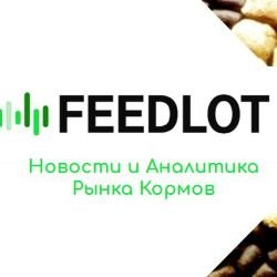 Иконка канала FEEDLOT agency