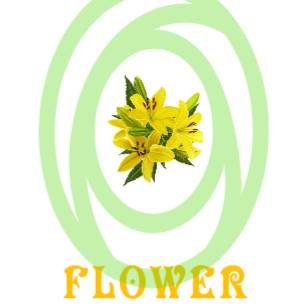 Иконка канала Flower_Show