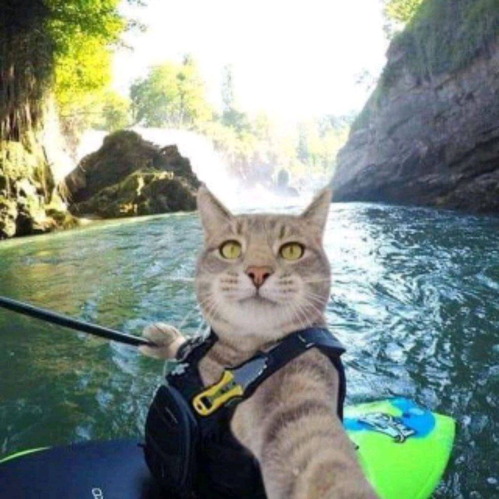 Кот селфи