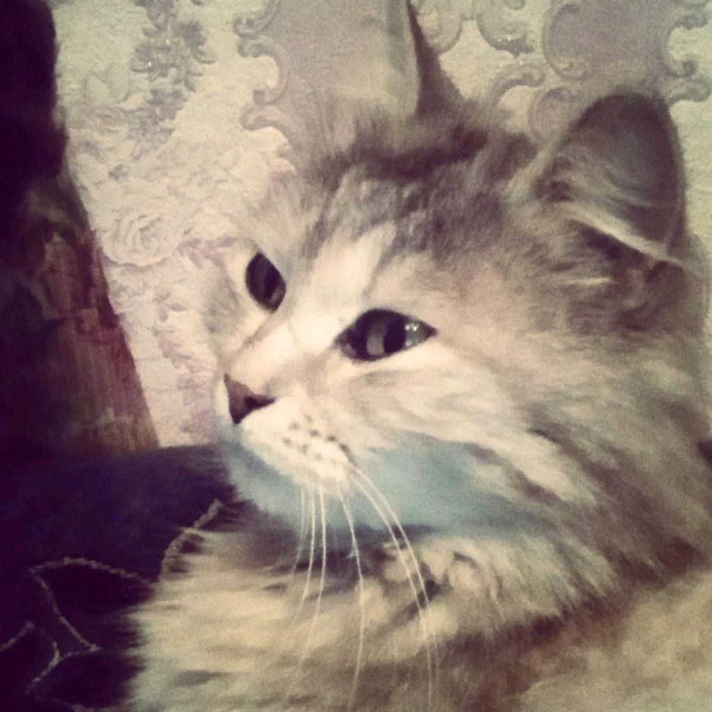 Аватар