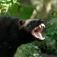 Иконка канала Wolverine