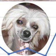 Иконка канала shpakus