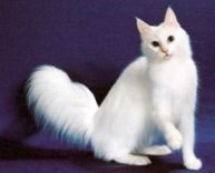 Иконка канала bella.cat