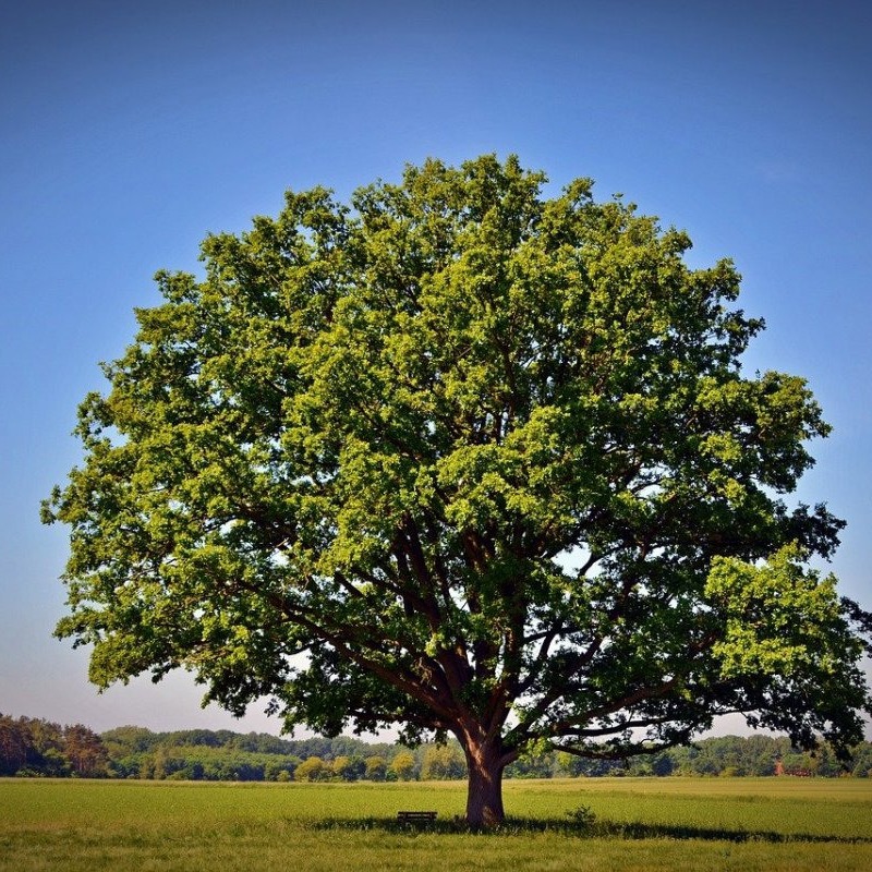 Дуб черешчатый крона. Дерево на букву м. Клен остролистный глабоза. Черри блоссом дерево деревья. Церцис багряник.