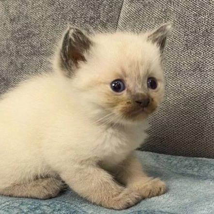 Иконка канала keka