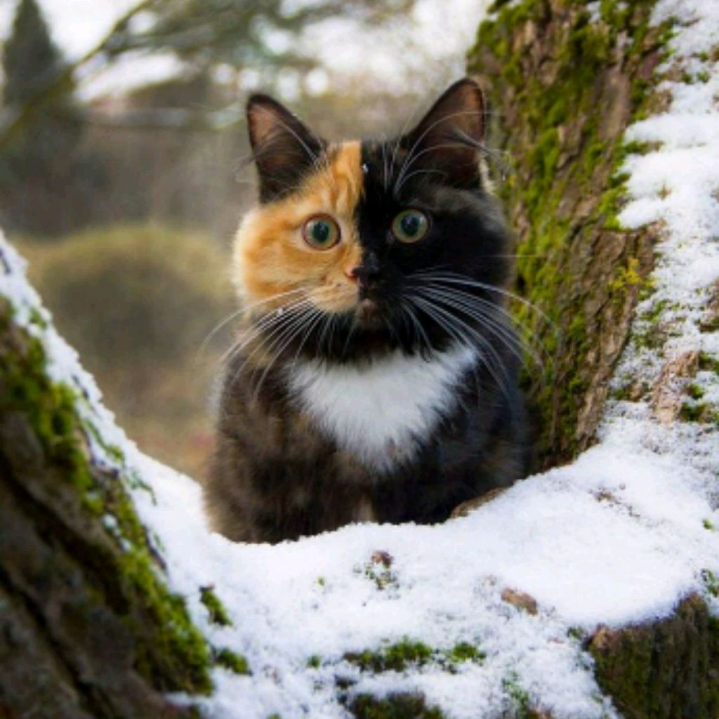 фотографии красивых котов