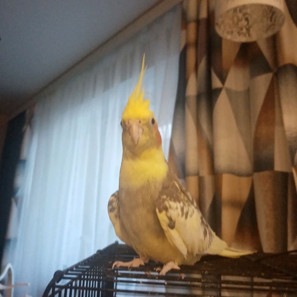 Иконка канала Максим читер