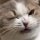 Иконка канала lazy cat.