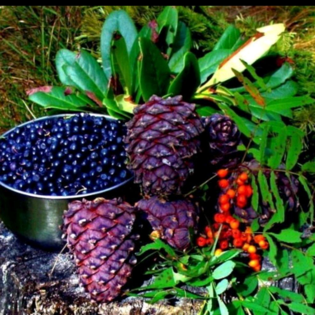 ПРИРОДНЫЕ ДАРЫ СИБИРИ на RUTUBE: 5 видео – смотреть онлайн и бесплатно ...