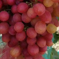 Иконка канала Виноградный сад