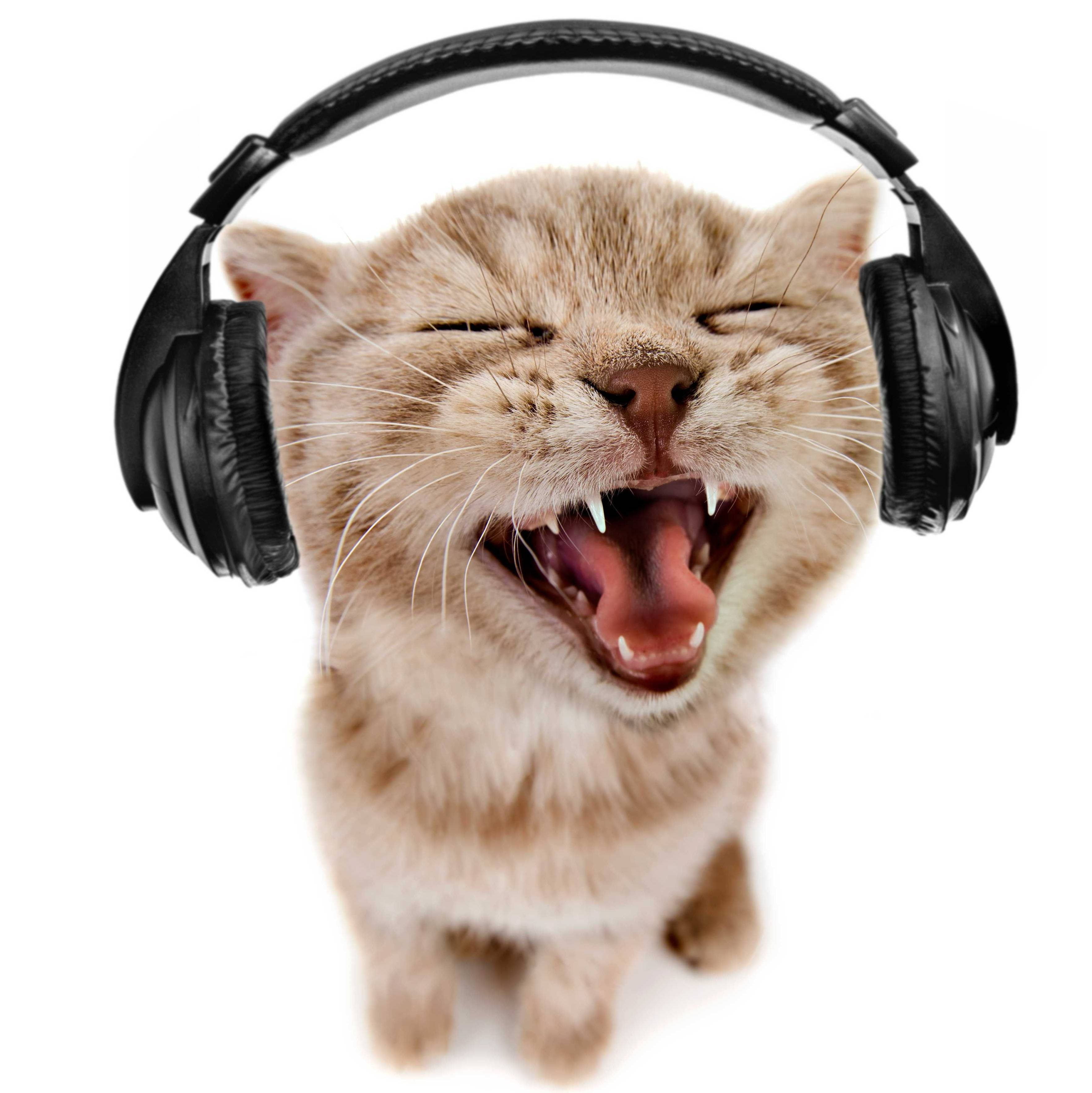 Котенок в наушниках