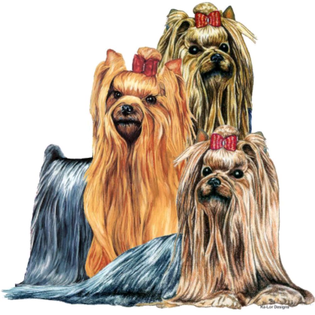 Иконка канала WONDERFUL DOG