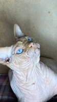 Иконка канала Ольга sphinx_sharpey_rostov