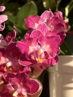 Иконка канала Что-то на цветочном 🌿