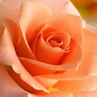 Иконка канала Виола-гороскопы