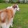 Иконка канала SolarDog