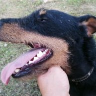 Иконка канала Немецкий Ягдтерьер - Рэй