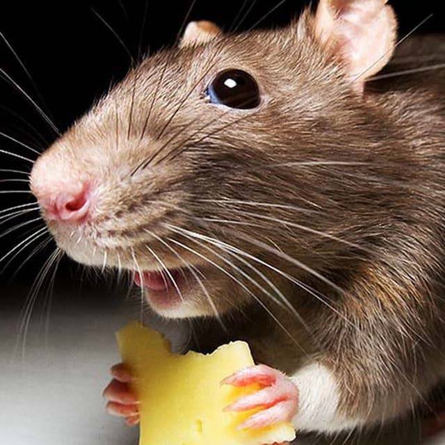 Иконка канала Темная сторона Московской биржи