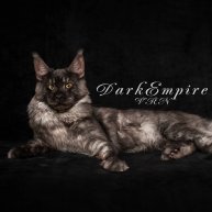 Иконка канала Питомник мейн-кунов Dark Empire