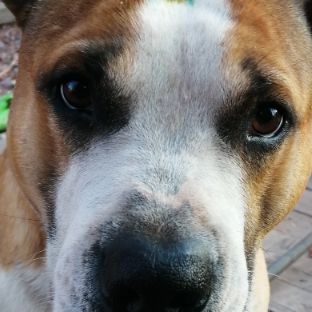 Иконка канала Kot