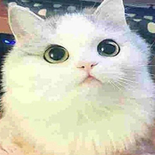 Иконка канала мяумяумяу