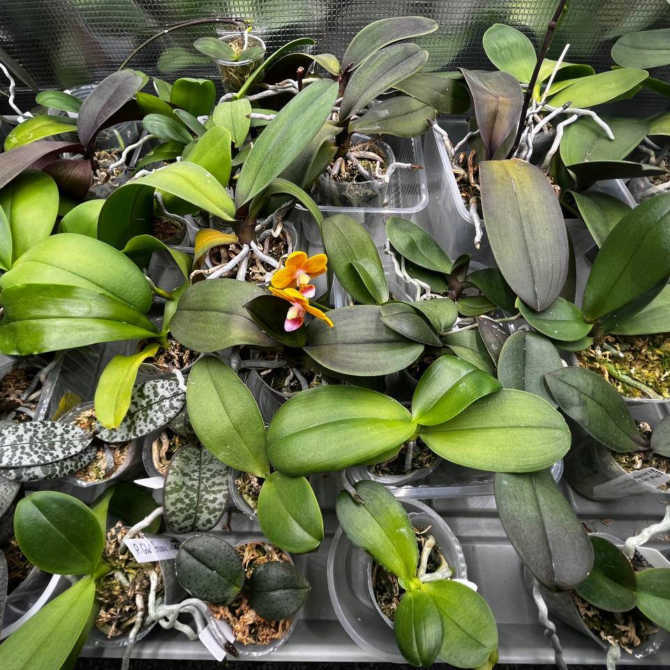 Иконка канала ОрхоЛаборатория