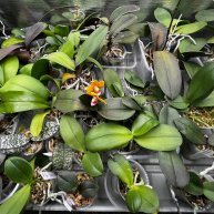 Иконка канала ОрхоЛаборатория