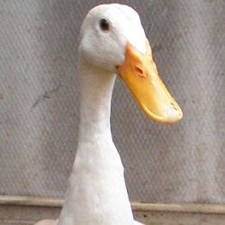 Иконка канала ЗЛОЙ ГУСЬ