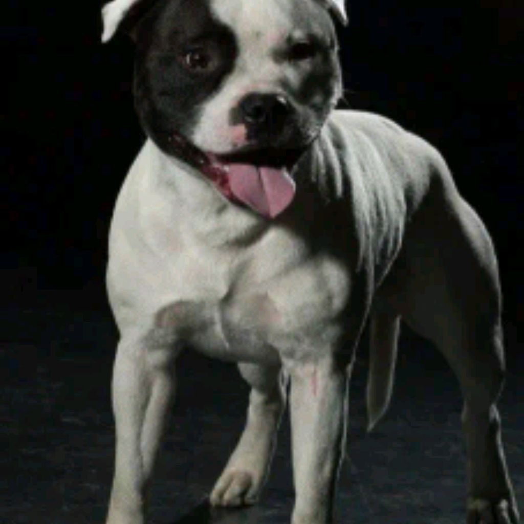 Иконка канала Astahova_Staffi.club