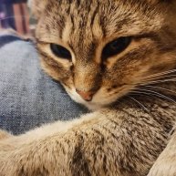 Иконка канала Gato Marinero