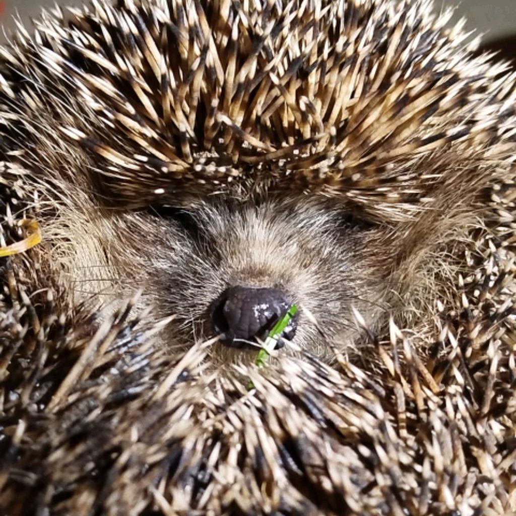 Иконка канала Дачные истории