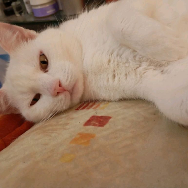 Иконка канала Поелику понеже