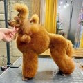 Иконка канала WOW Poodle by Smirnov