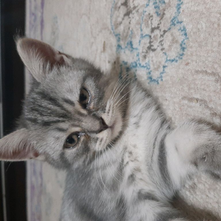 Аватар