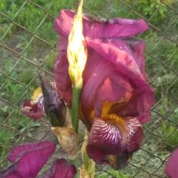 Иконка канала MLENO4K@