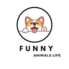 Иконка канала Funny Animals' Life