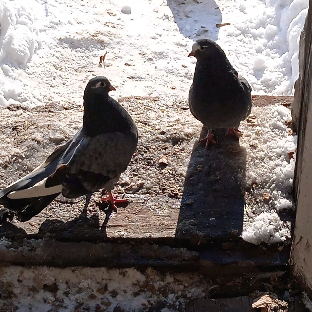 Иконка канала Голуби Н.Усмани Корчагина Сергея