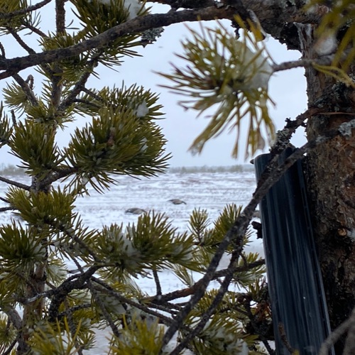 Иконка канала ДВА ГУСЯ