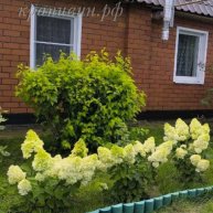 Иконка канала Питомник Крапивиных