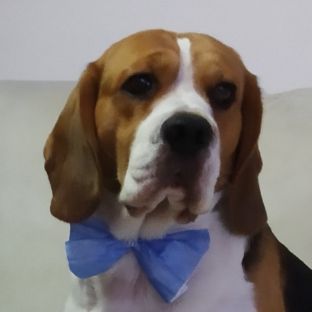 Иконка канала BeagleLife